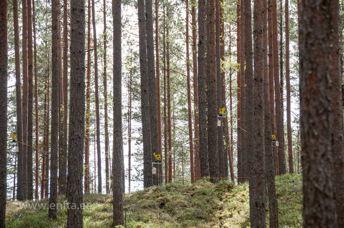 077 Sihtmargid metsas